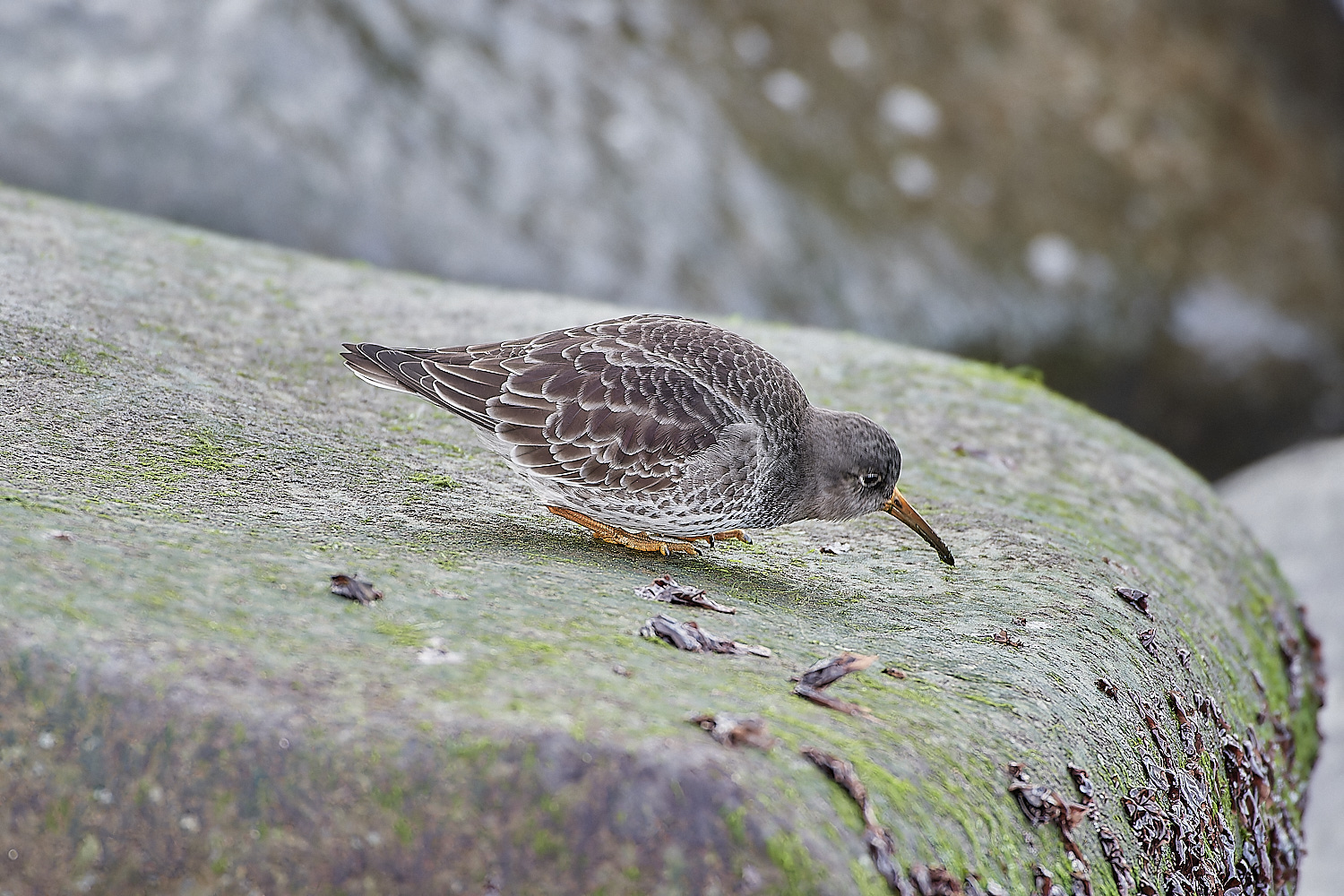 SheringhamPurpleSandpiper071219-6-NEF_DxO_DeepPRIMEXD