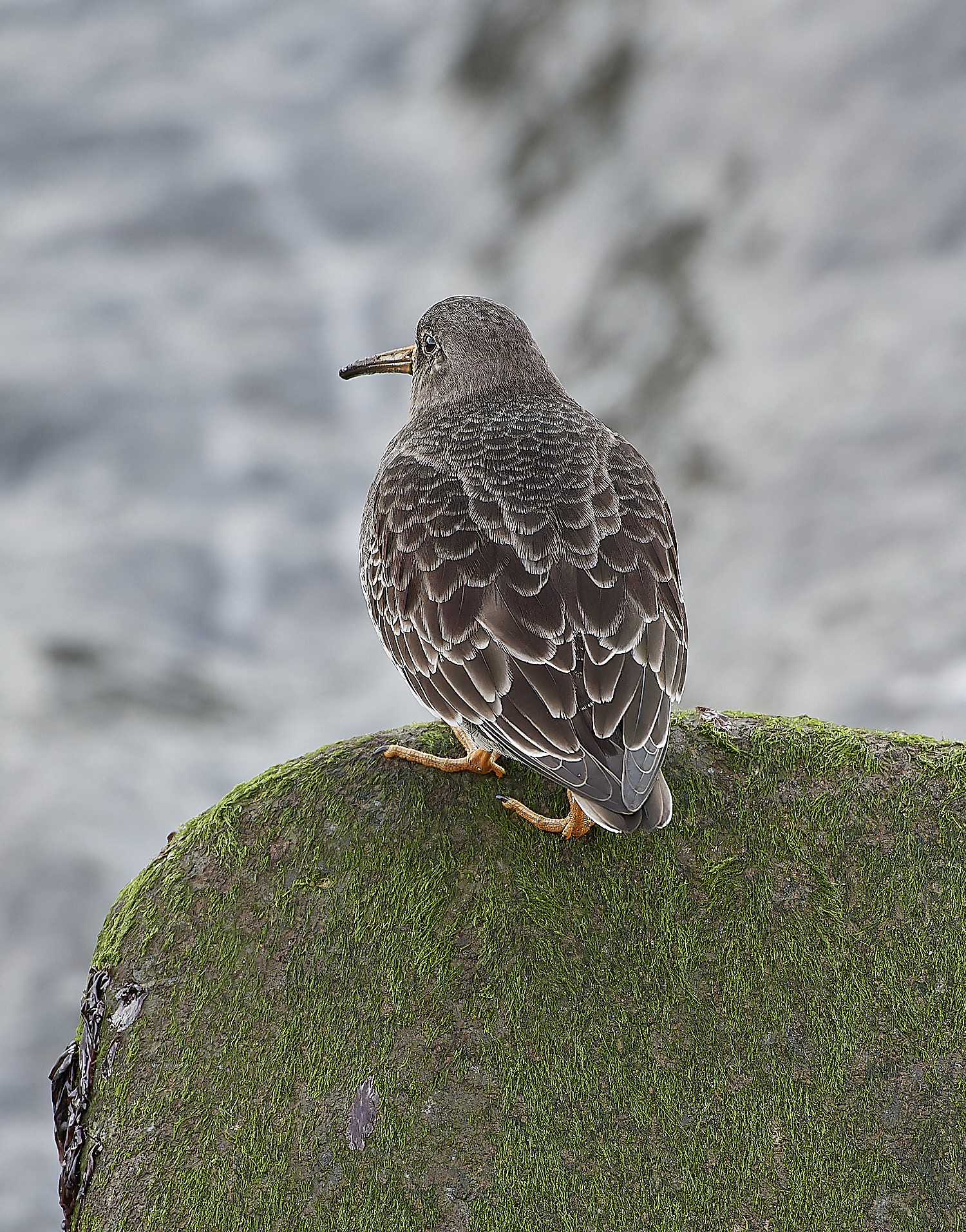 SheringhamPurpleSandpiper071219-8-NEF_DxO_DeepPRIMEXD 1