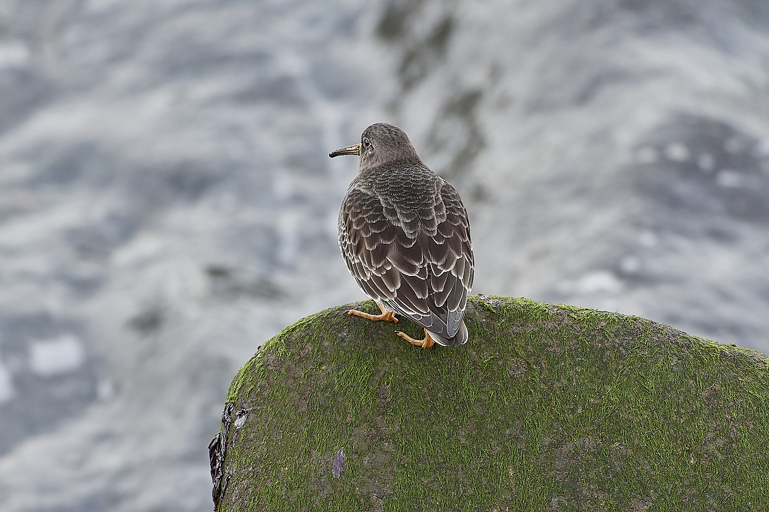 SheringhamPurpleSandpiper071219-8-NEF_DxO_DeepPRIMEXD