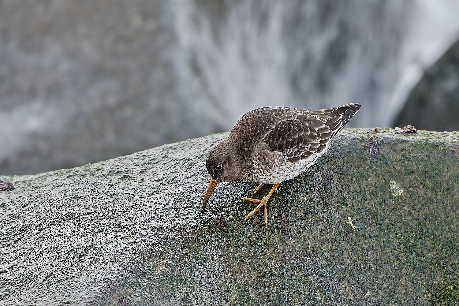 SheringhamPurpleSandpiper071219-9-NEF_DxO_DeepPRIMEXD