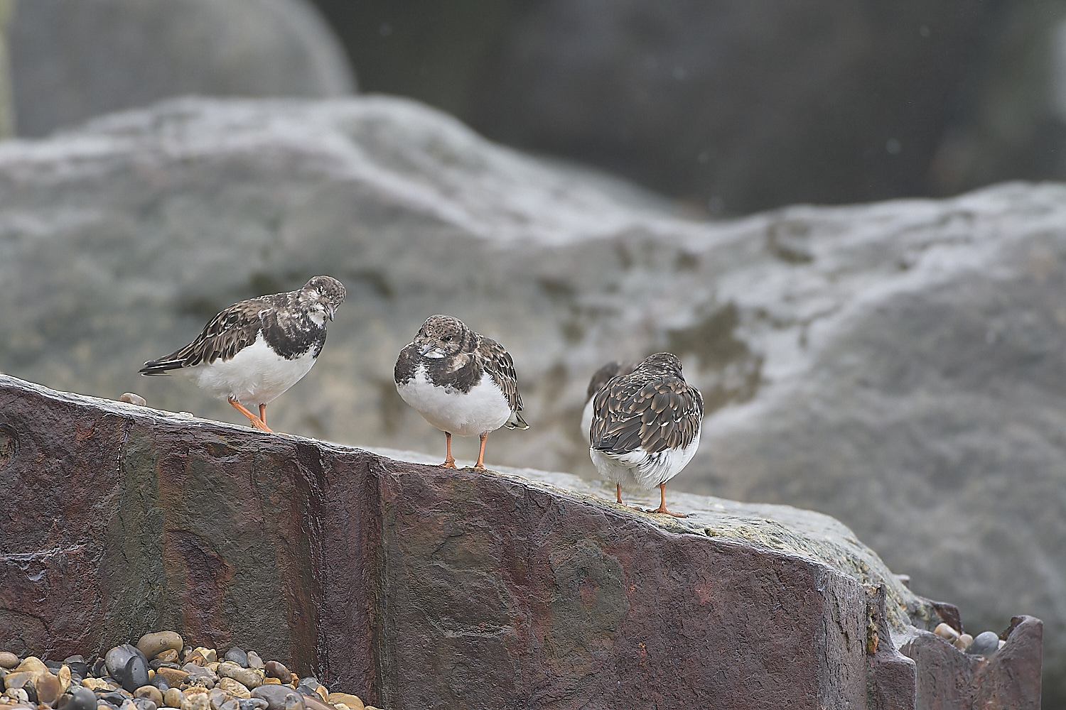 SheringhamTurnstone031219-1-NEF-