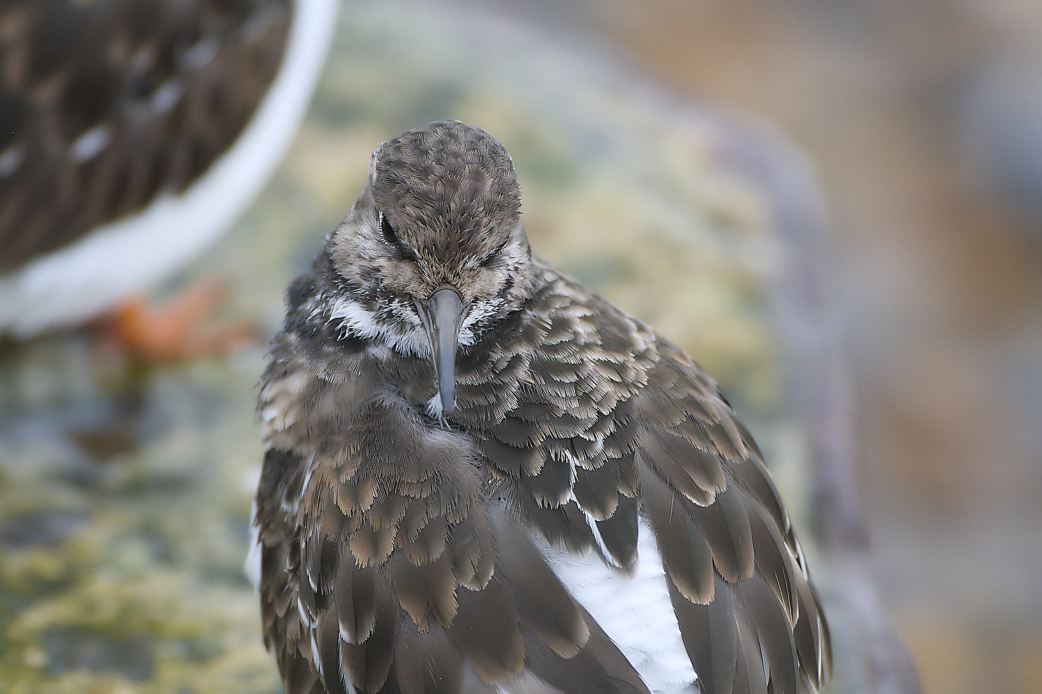 SheringhamTurnstone031219-2-NEF- 1