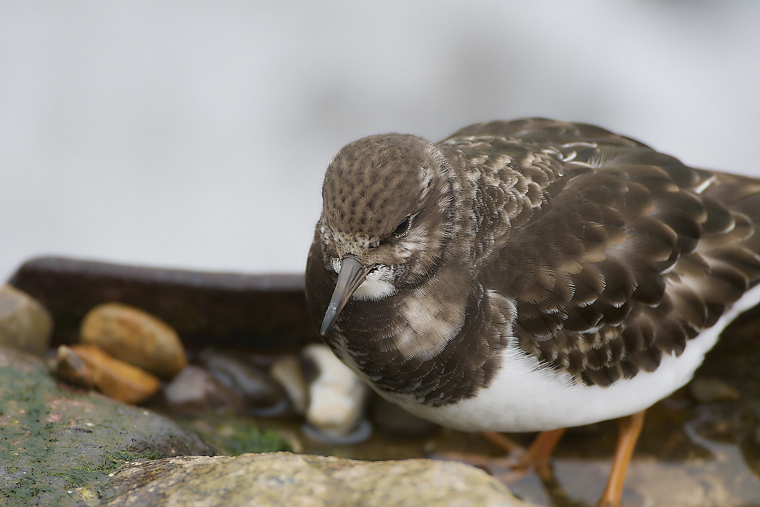 SheringhamTurnstone031219-5-NEF-