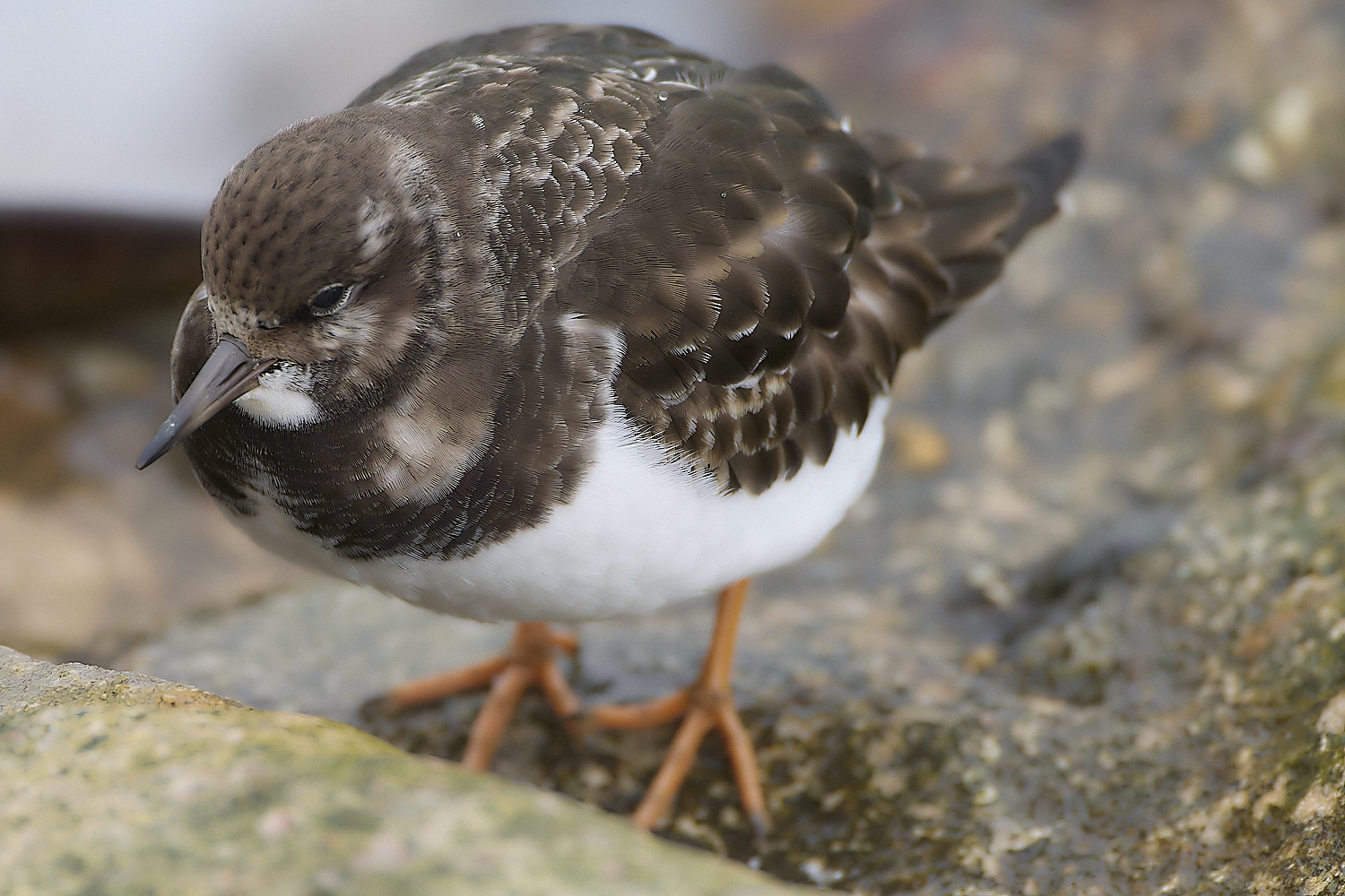 SheringhamTurnstone031219-6-NEF-