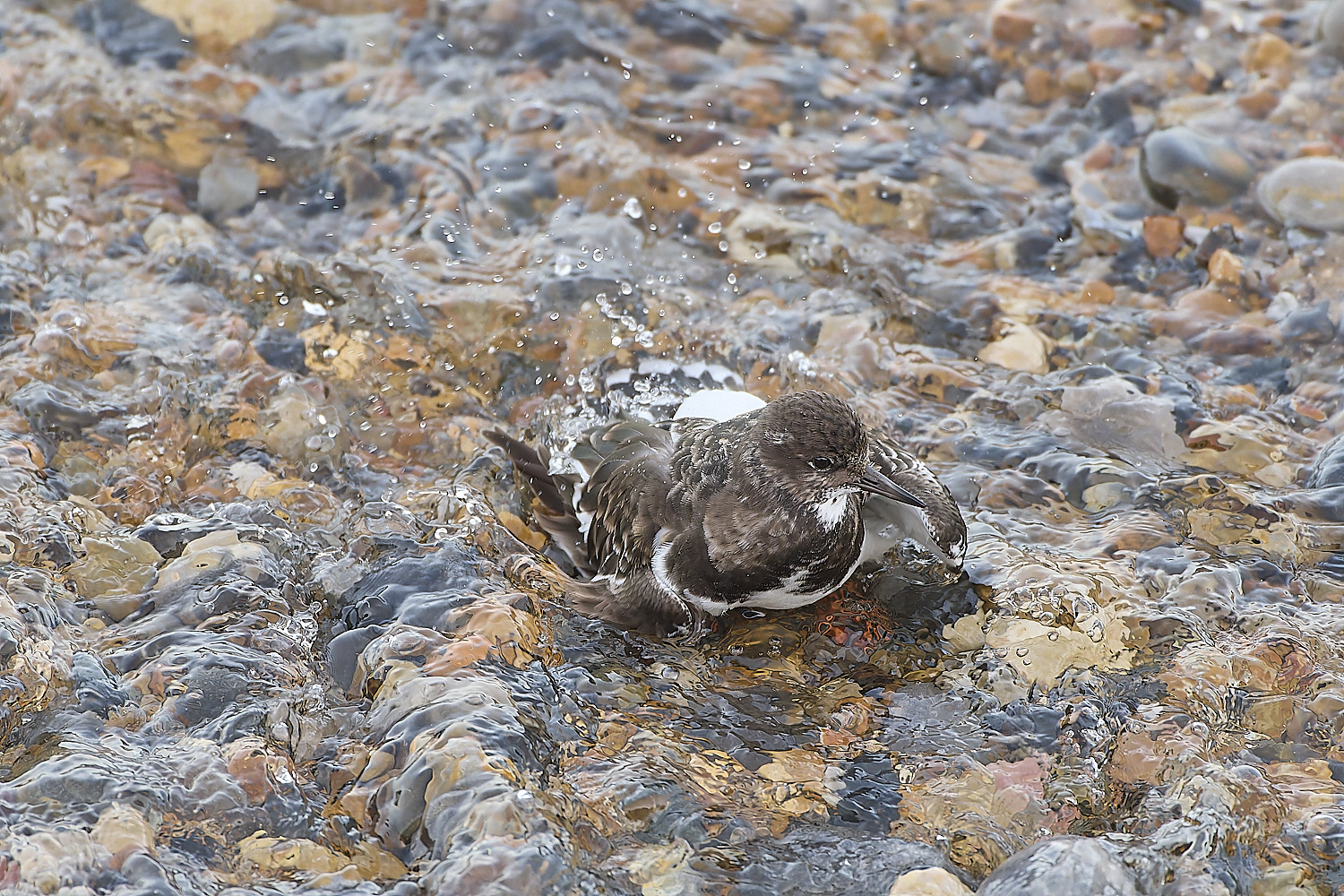 SheringhamTurnstone071219-1-NEF-