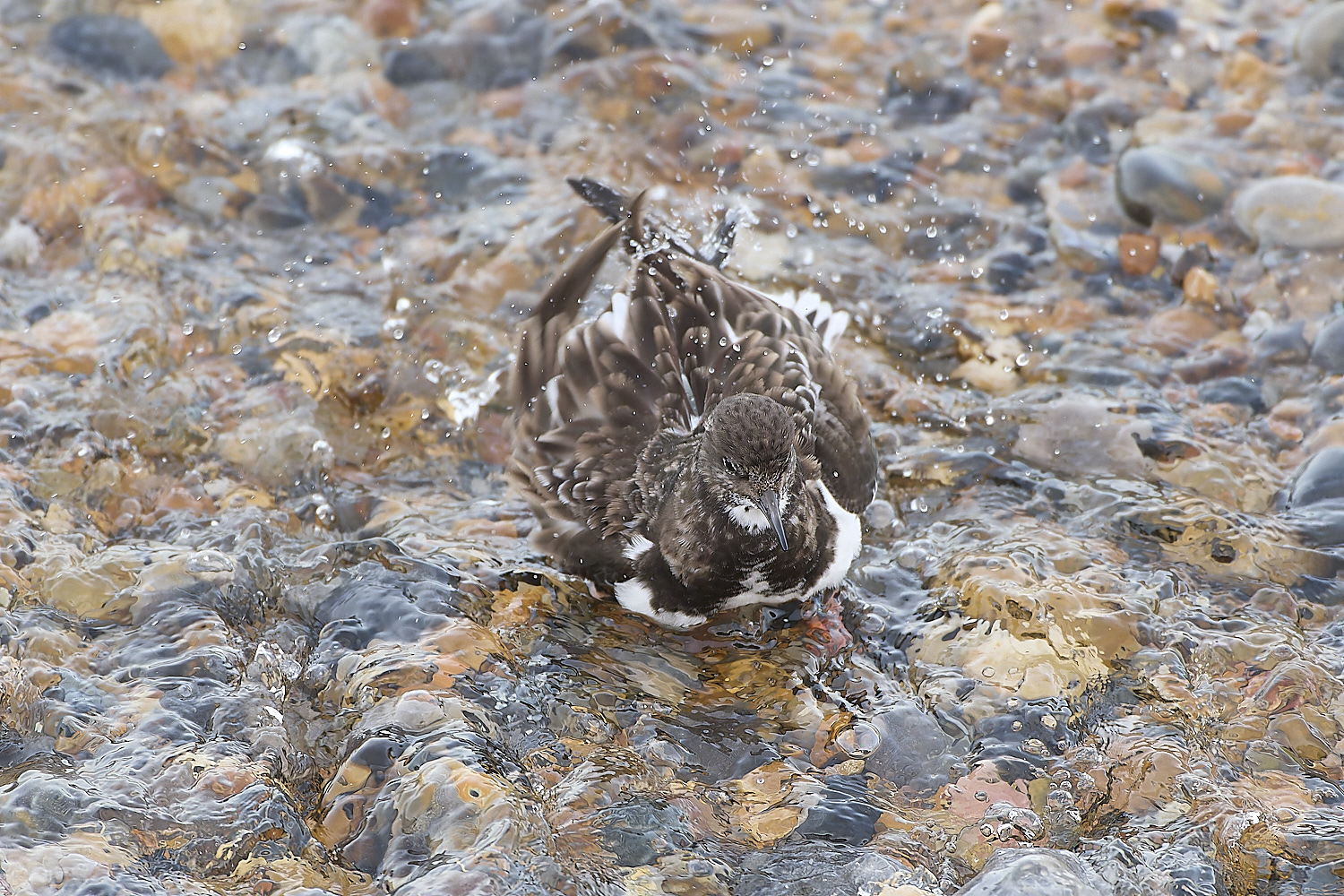 SheringhamTurnstone071219-2-NEF-