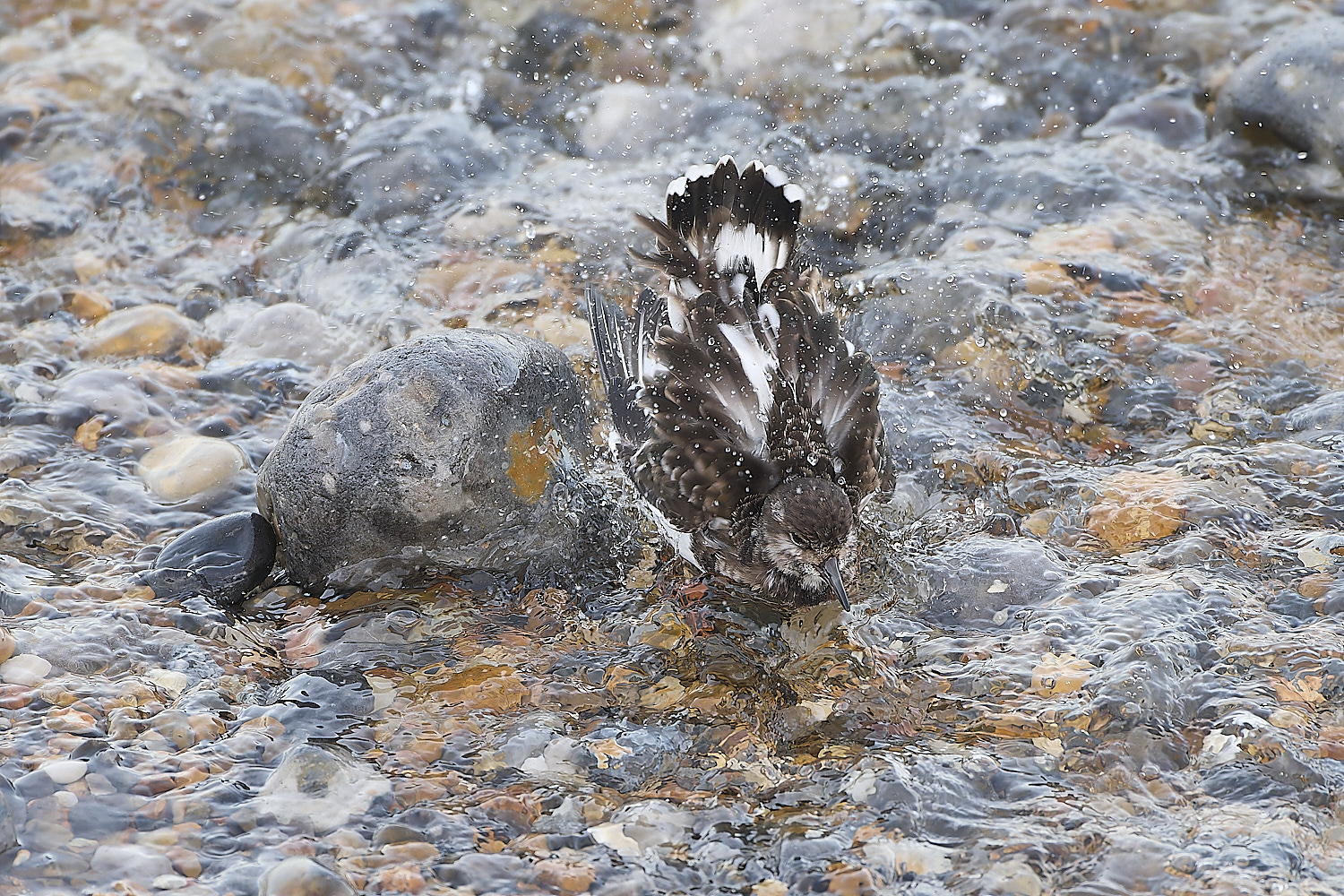 SheringhamTurnstone071219-3-NEF-