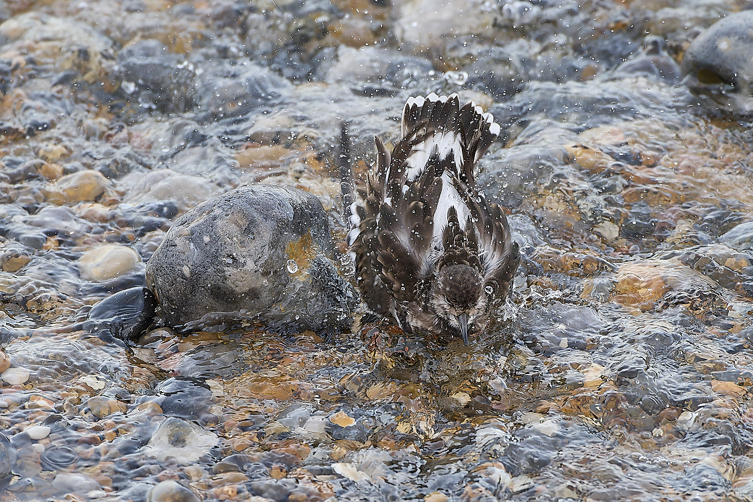 SheringhamTurnstone071219-4-NEF-