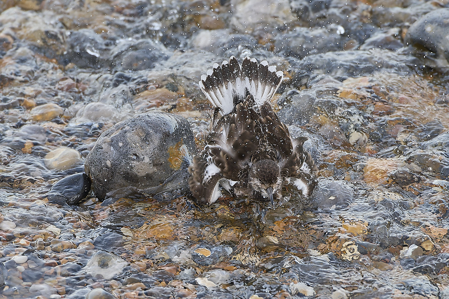 SheringhamTurnstone071219-5-NEF-