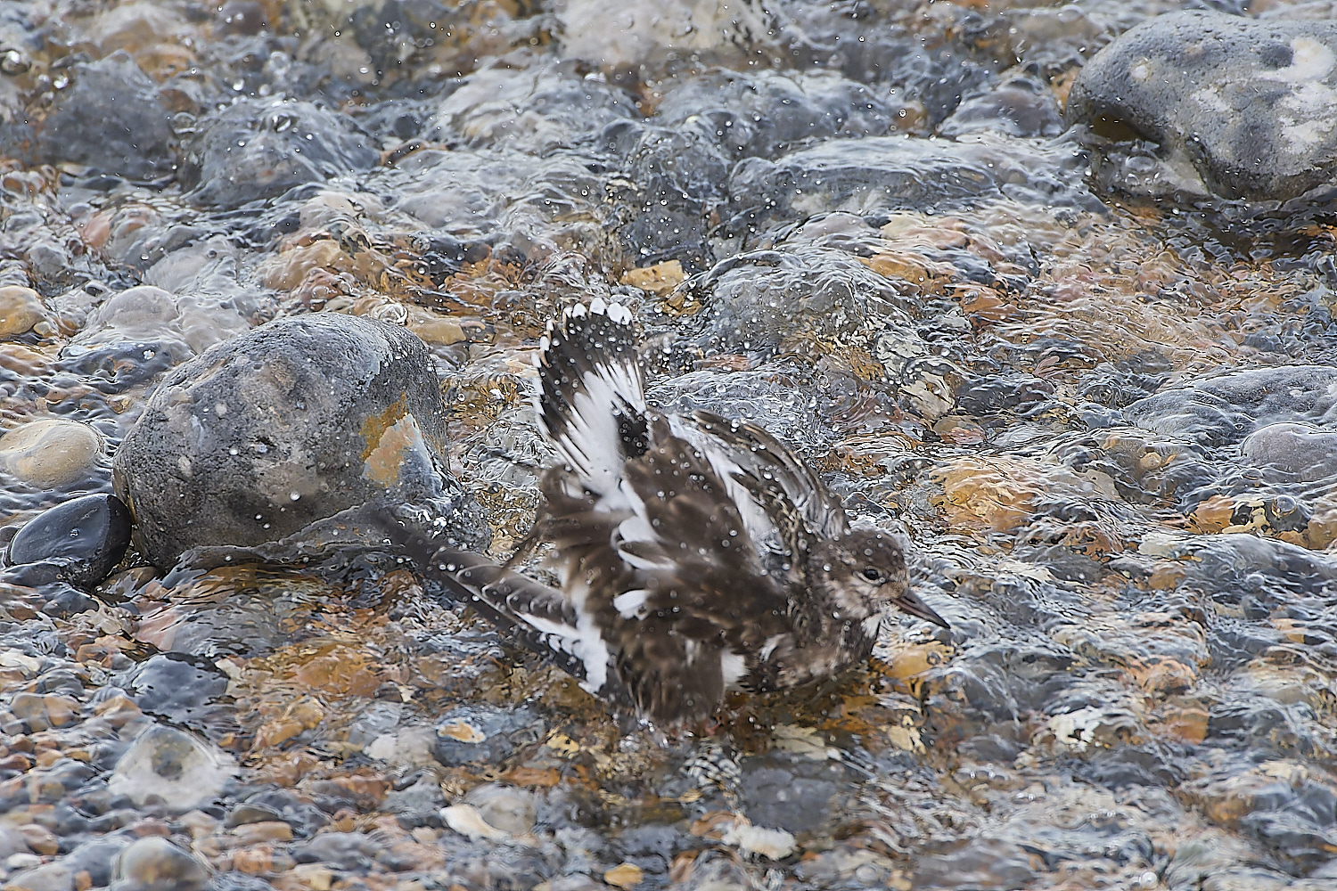 SheringhamTurnstone071219-7-NEF-