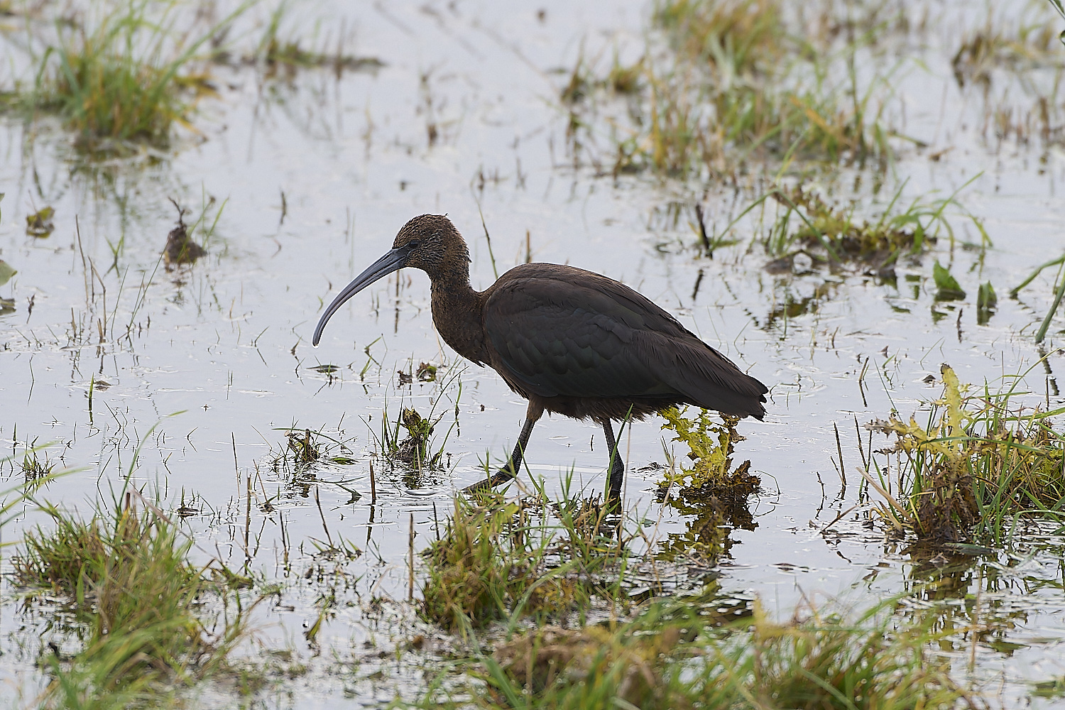 ThornhamGlossyIbis221119-3-NEF-