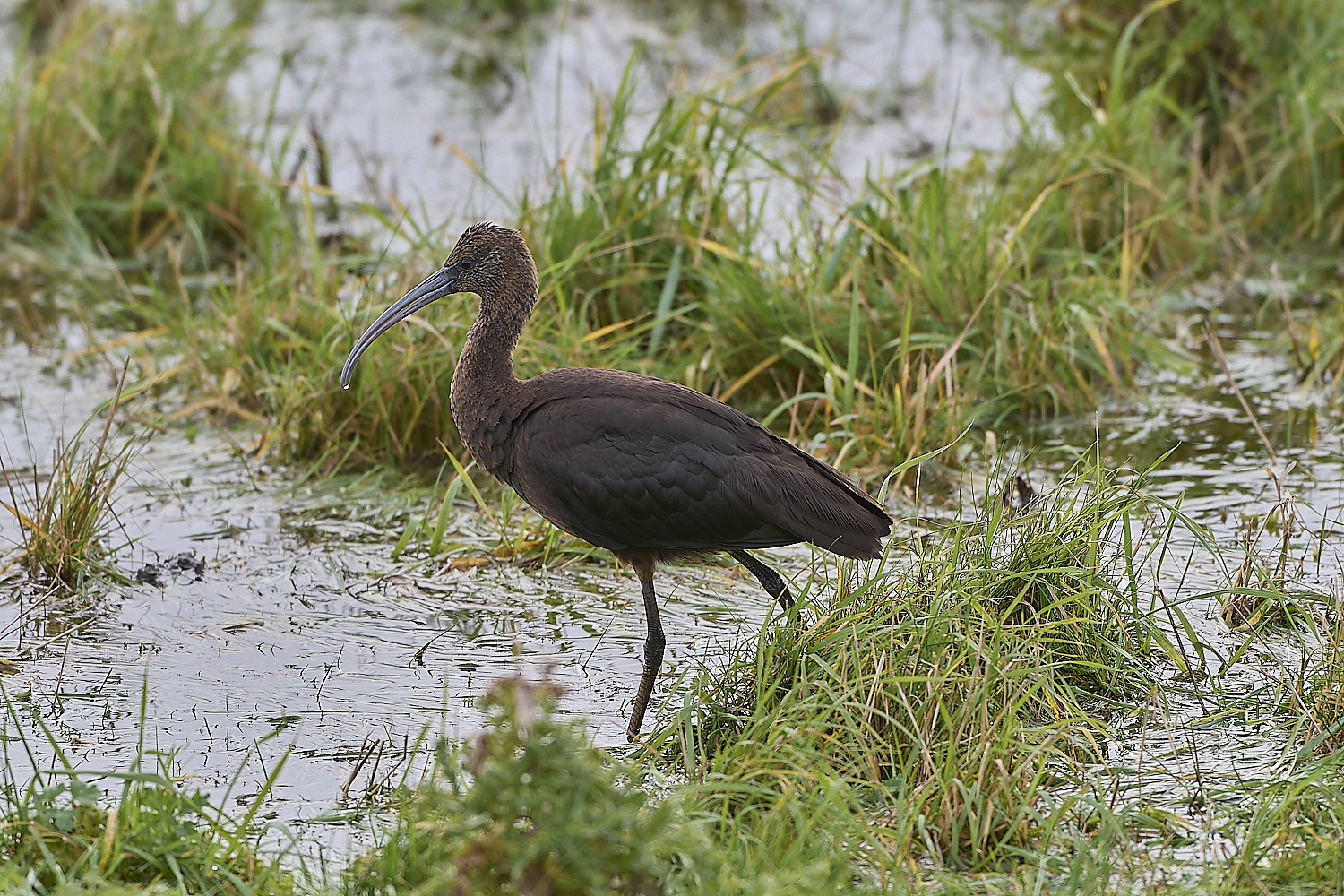 ThornhamGlossyIbis221119-8-NEF-