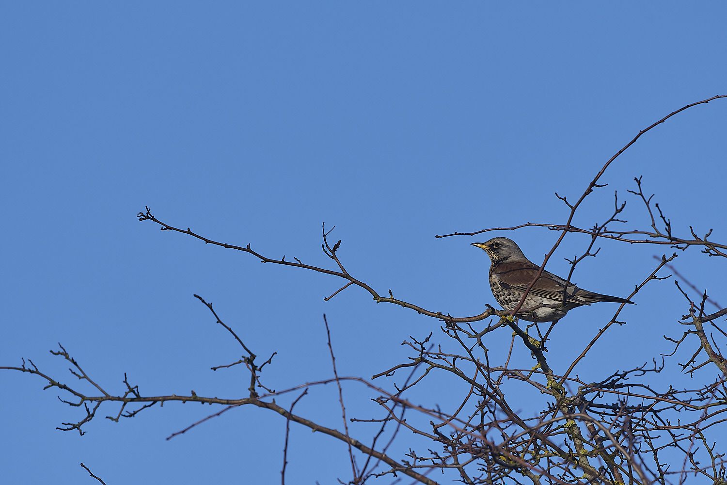 WickenFenFieldfare231219-1-NEF-