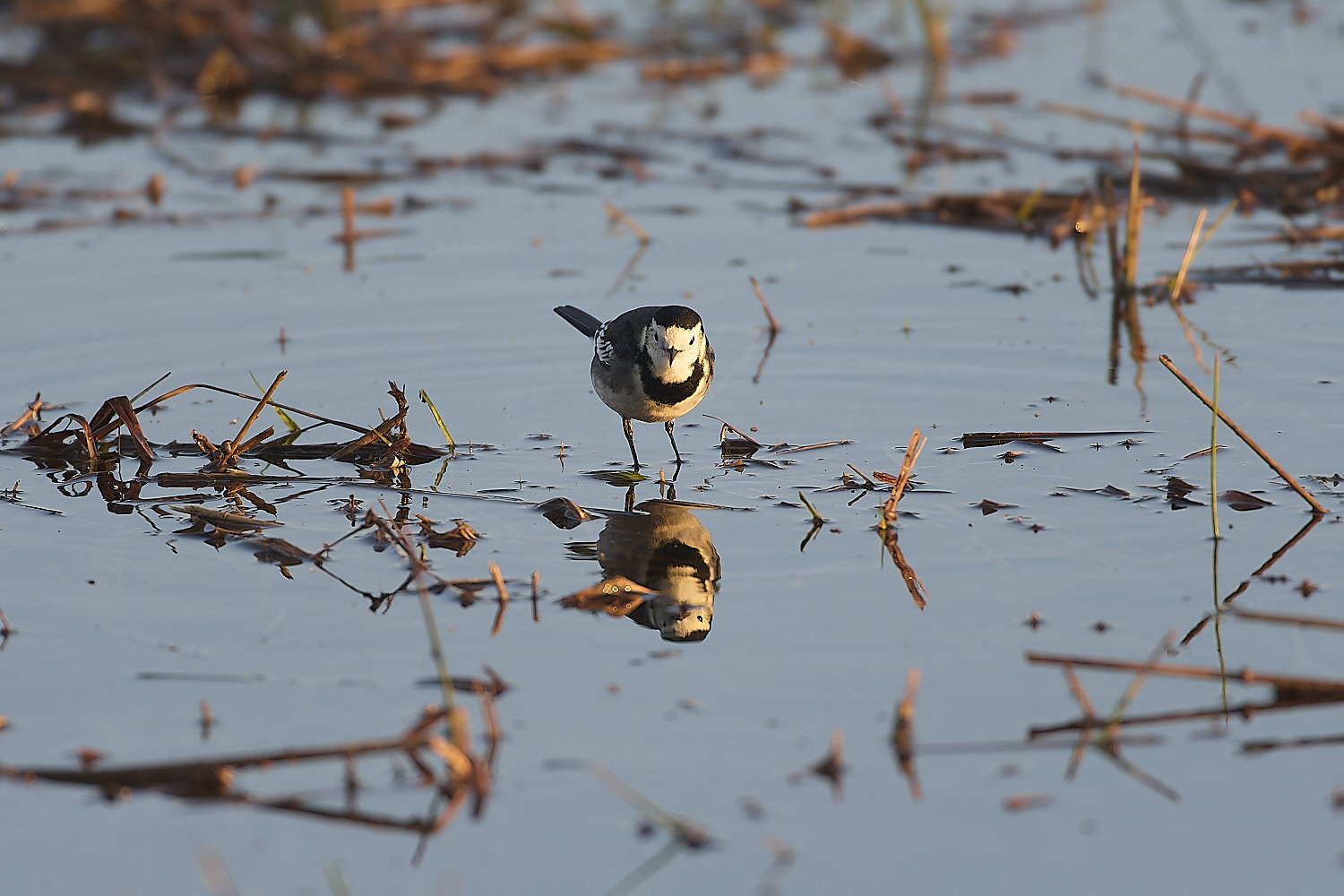 WickenFenPiedWagtail231219-1-NEF-