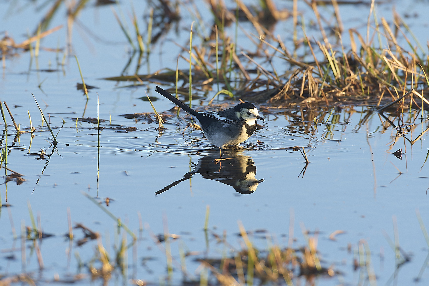 WickenFenPiedWagtail231219-2-NEF-