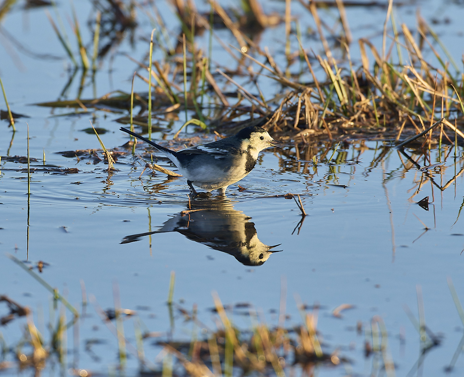 WickenFenPiedWagtail231219-3-NEF-