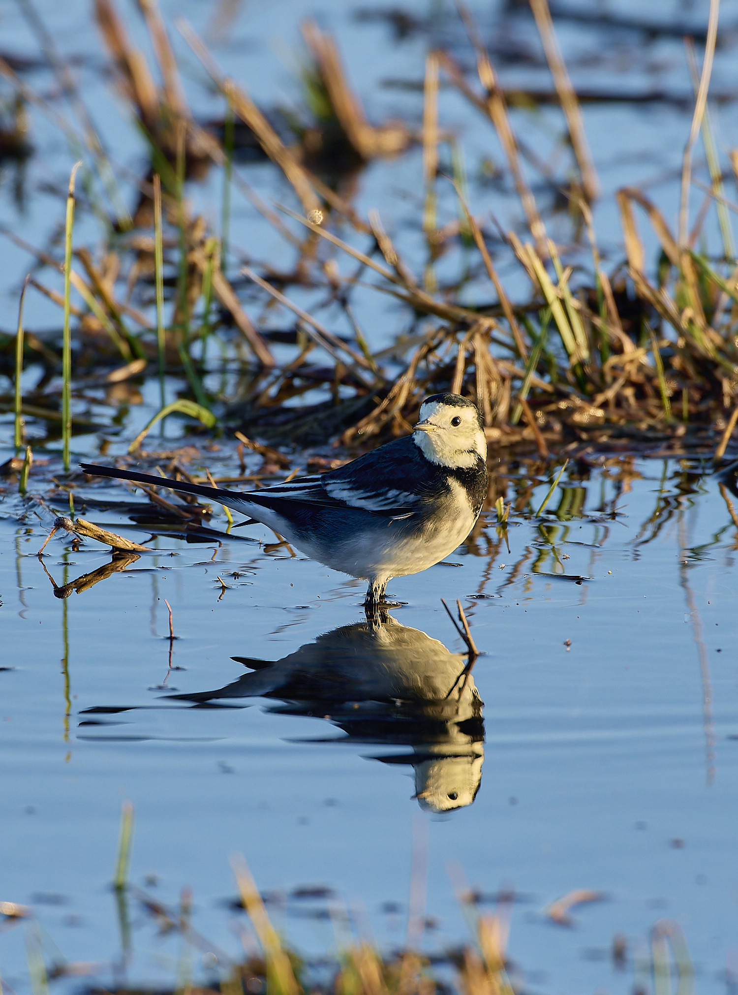 WickenFenPiedWagtail231219-4-NEF-