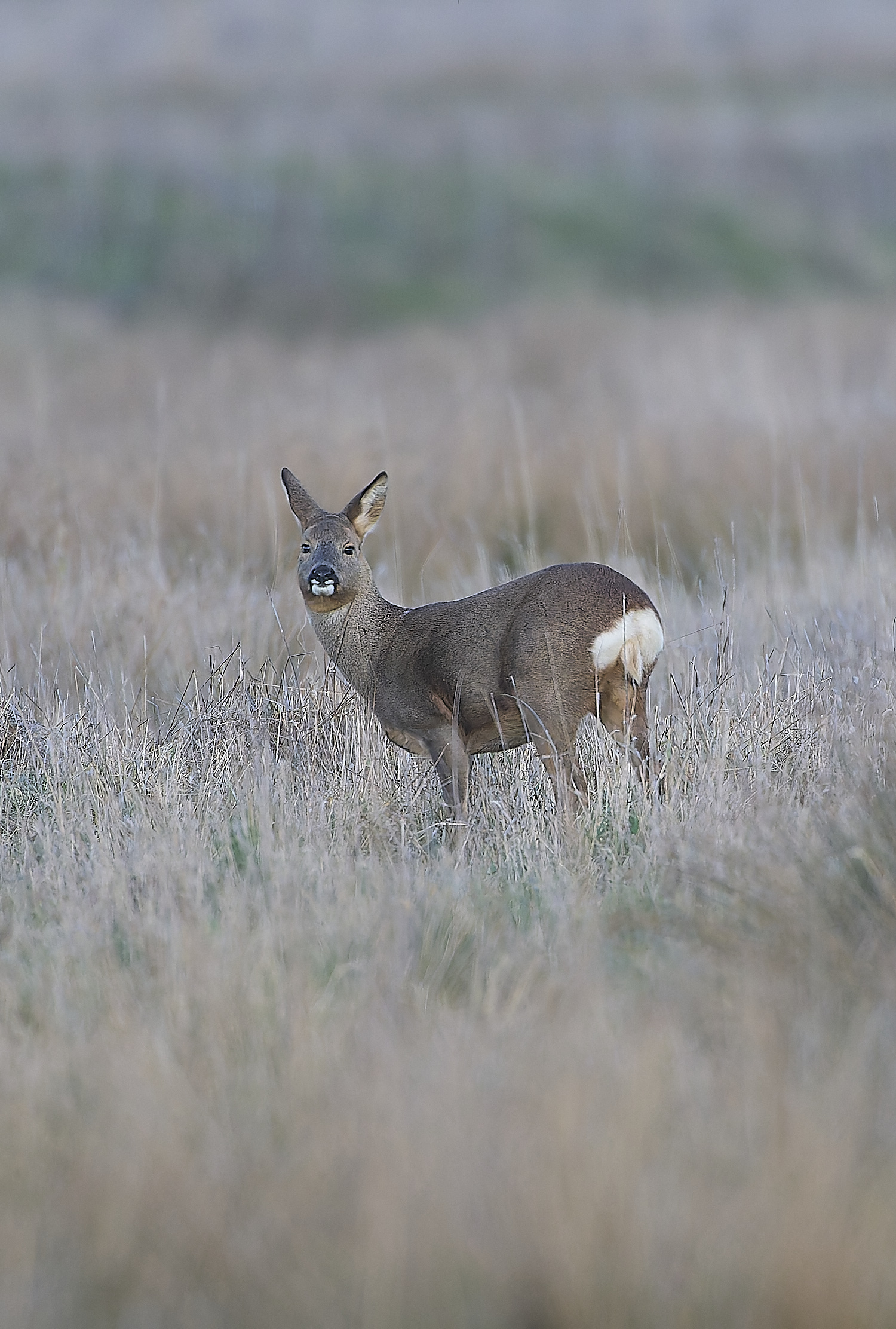 WickenFenRoeDeer231219-1-NEF-