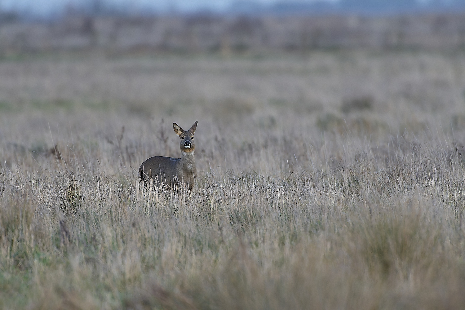 WickenFenRoeDeer231219-2-NEF-