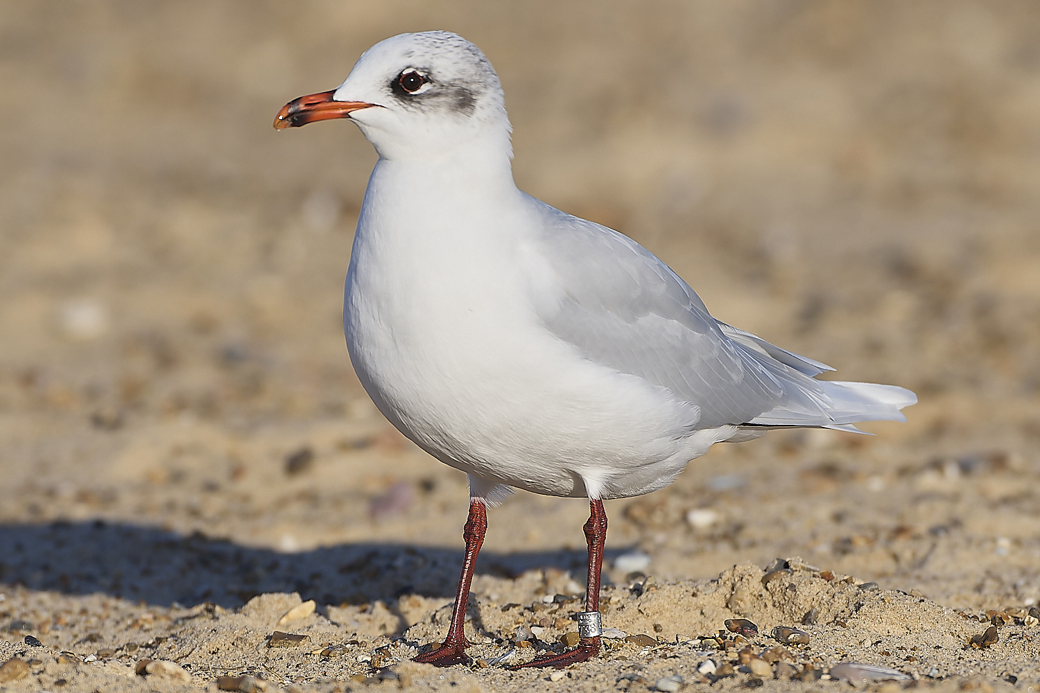 YarmouthMedGull021219-1-NEF-