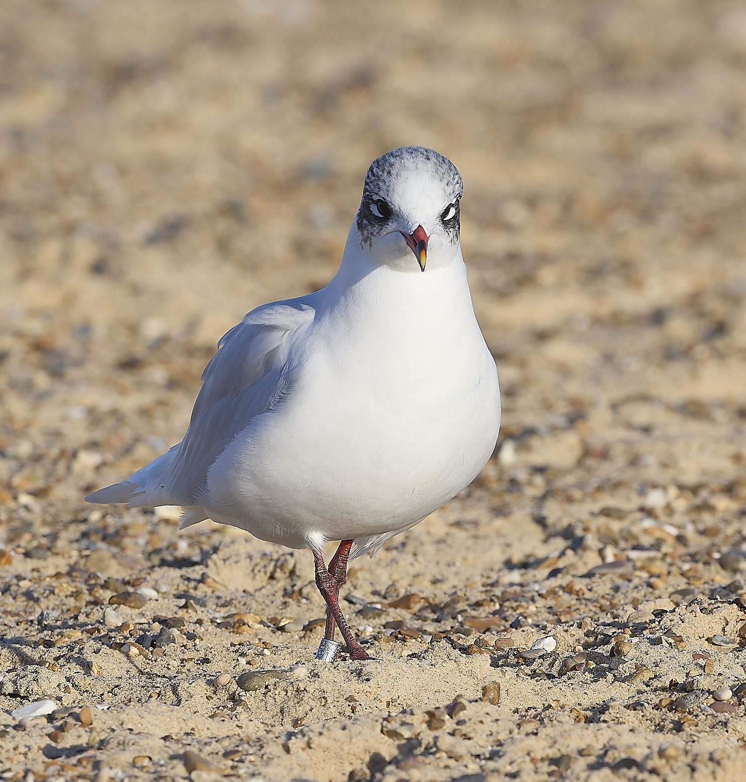 YarmouthMedGull021219-10-NEF-