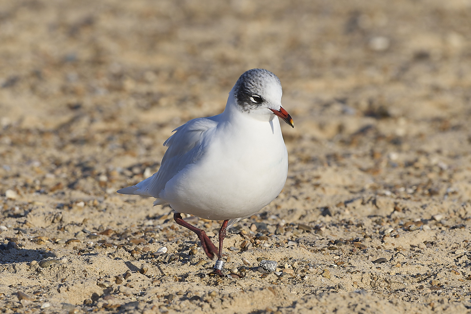 YarmouthMedGull021219-11-NEF-