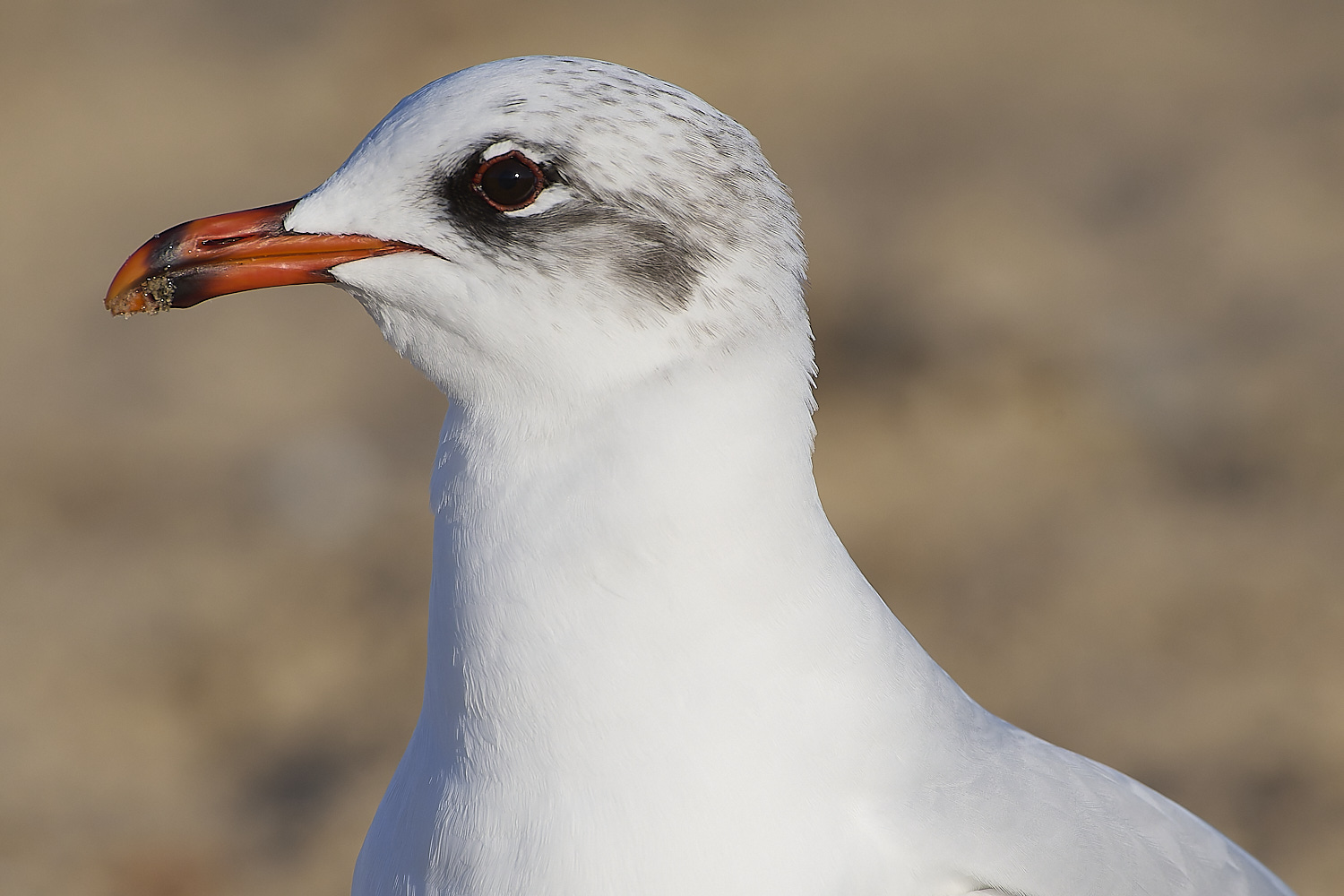 YarmouthMedGull021219-2-NEF-