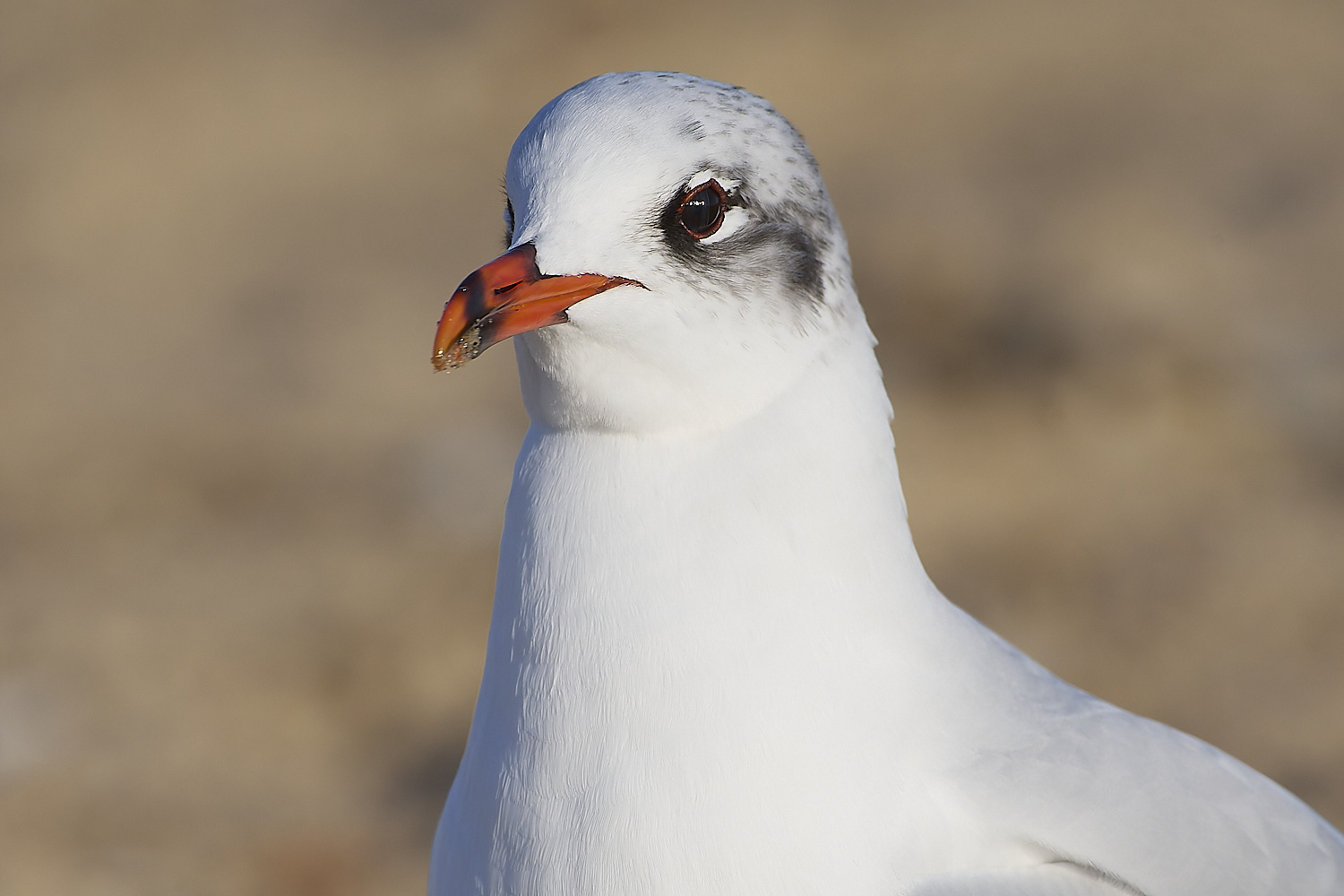 YarmouthMedGull021219-3-NEF-