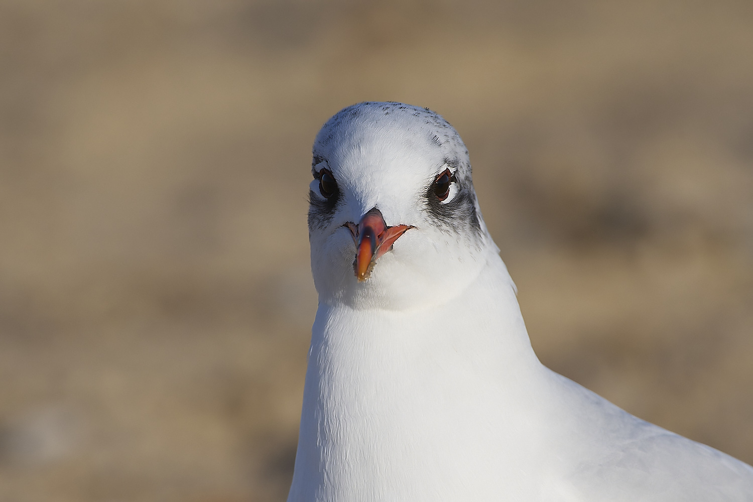 YarmouthMedGull021219-4-NEF-