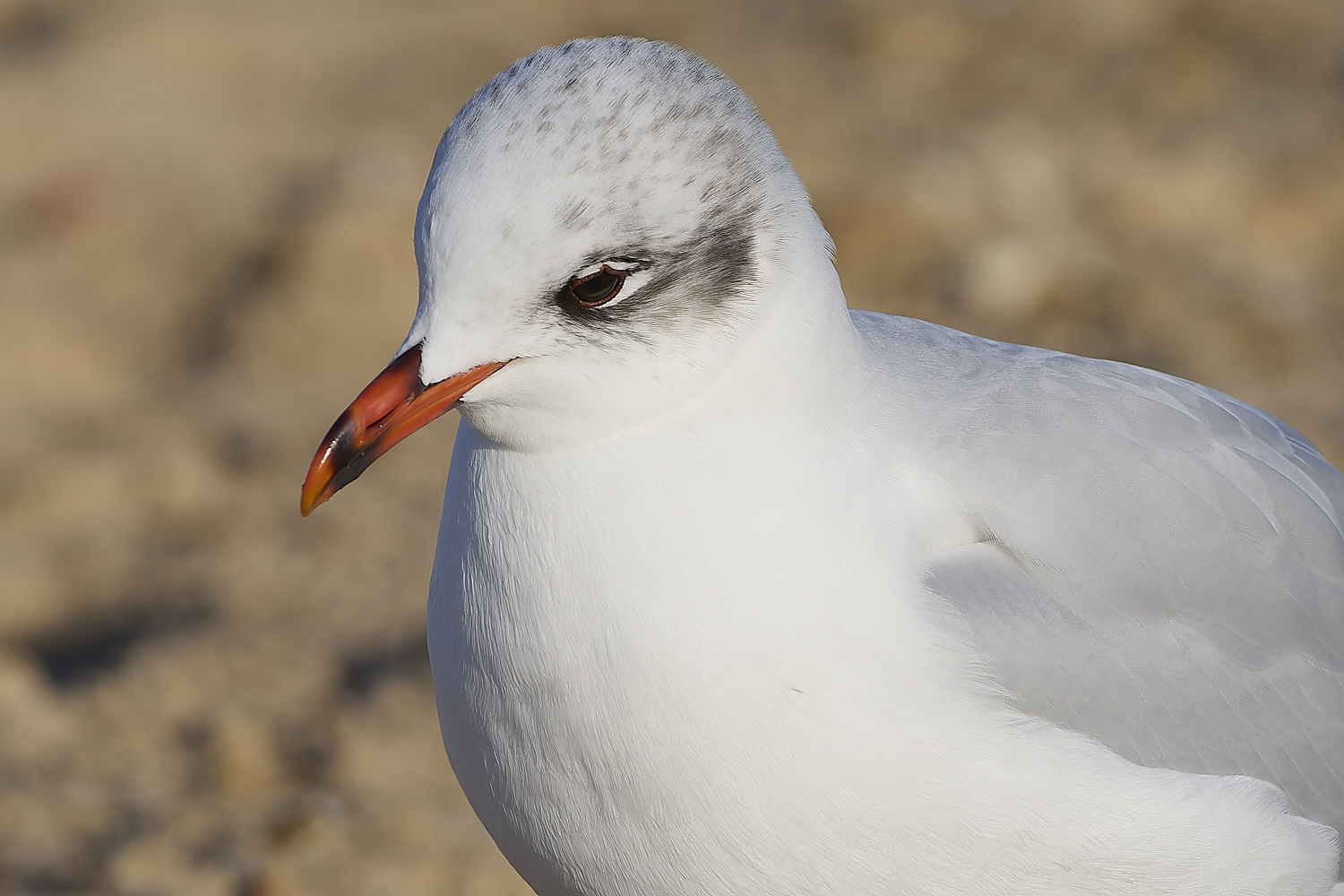 YarmouthMedGull021219-5-NEF-