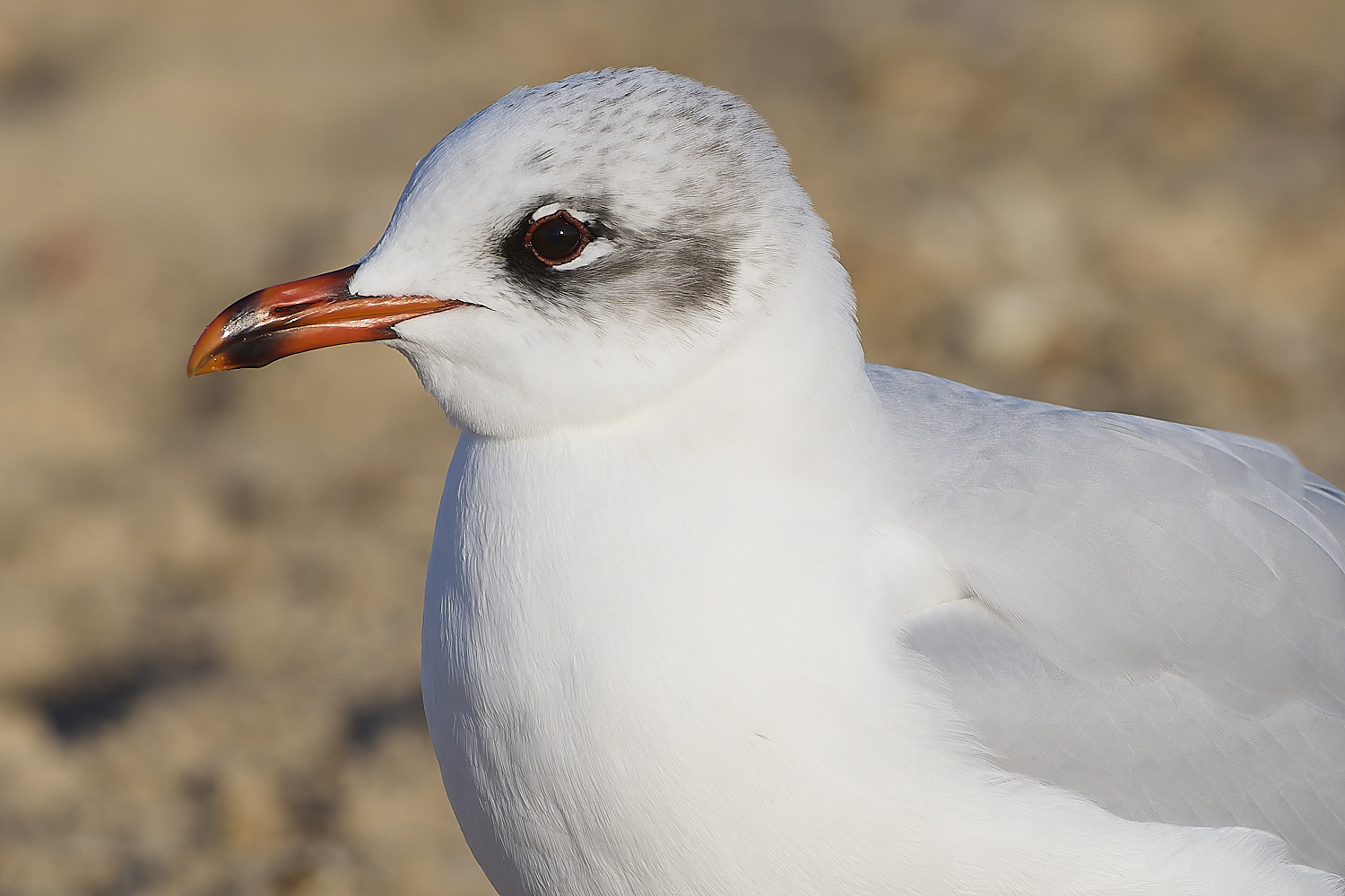 YarmouthMedGull021219-6-NEF-