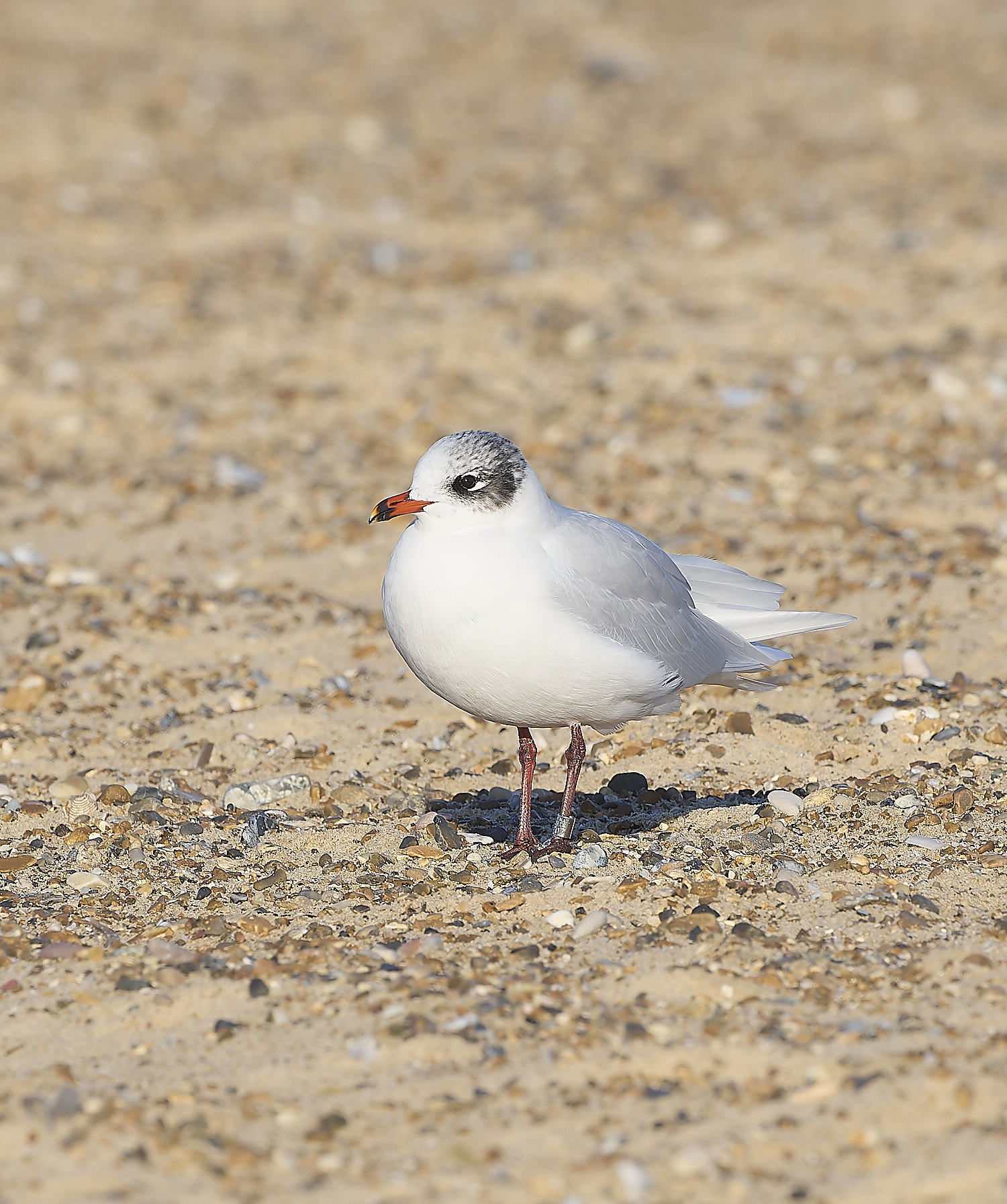 YarmouthMedGull021219-7-NEF-