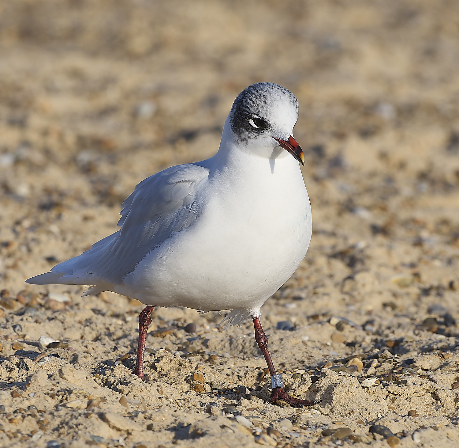 YarmouthMedGull021219-8-NEF-