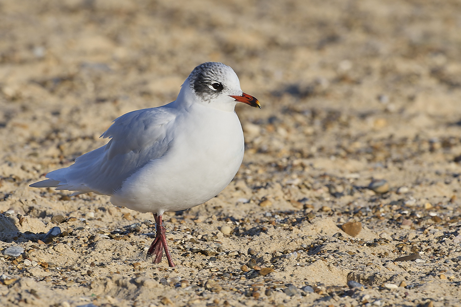 YarmouthMedGull021219-9-NEF-